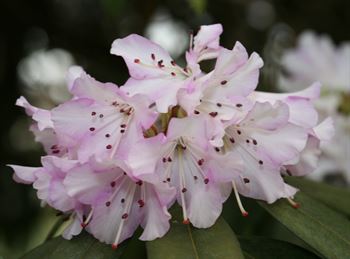 R.rubiginosum